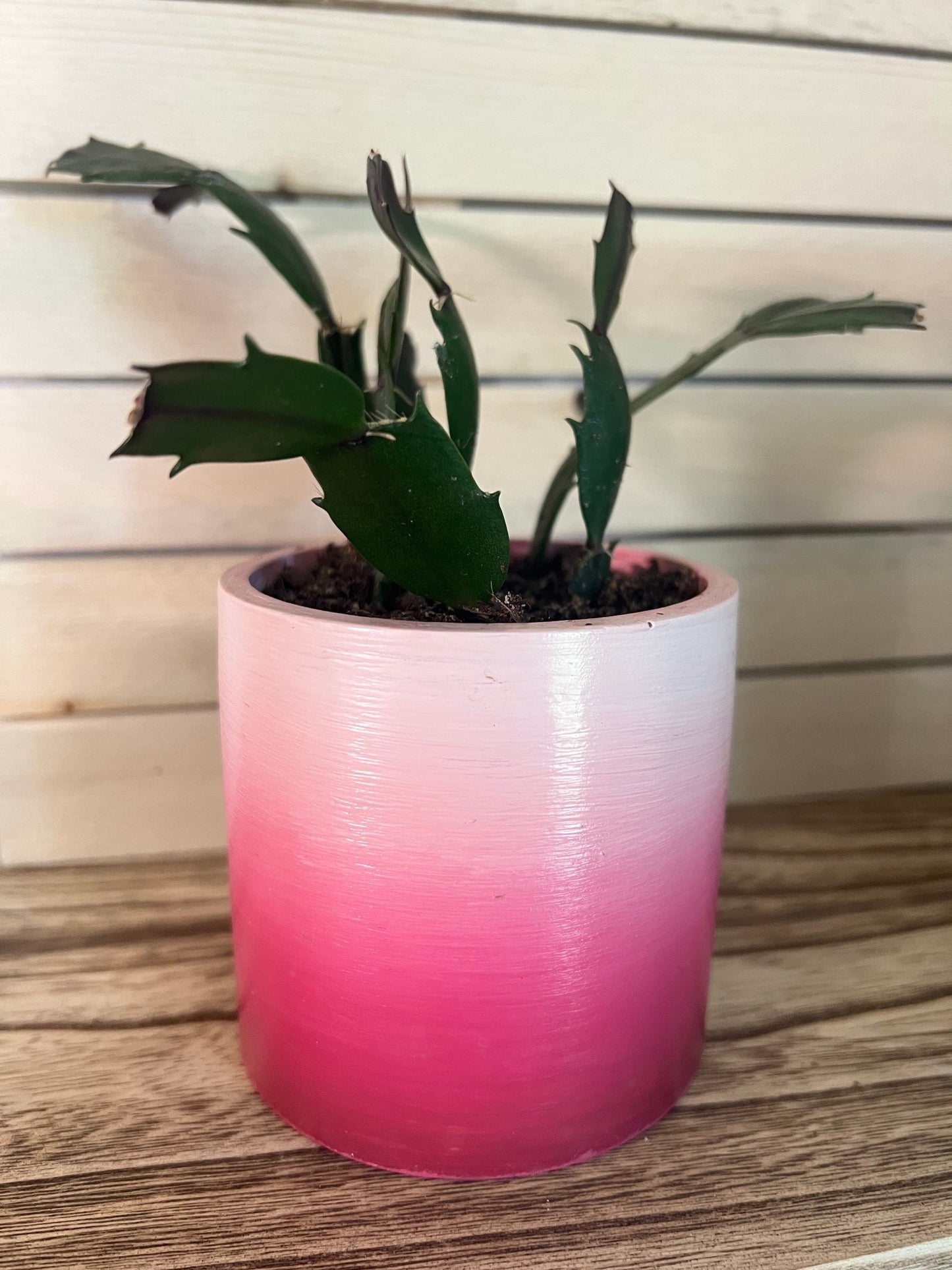 Ombré 3 inch Cylinder PlanterPlant PotsLeaves Laughs LoveLeaves Laughs LoveCherry Blossom3 inch